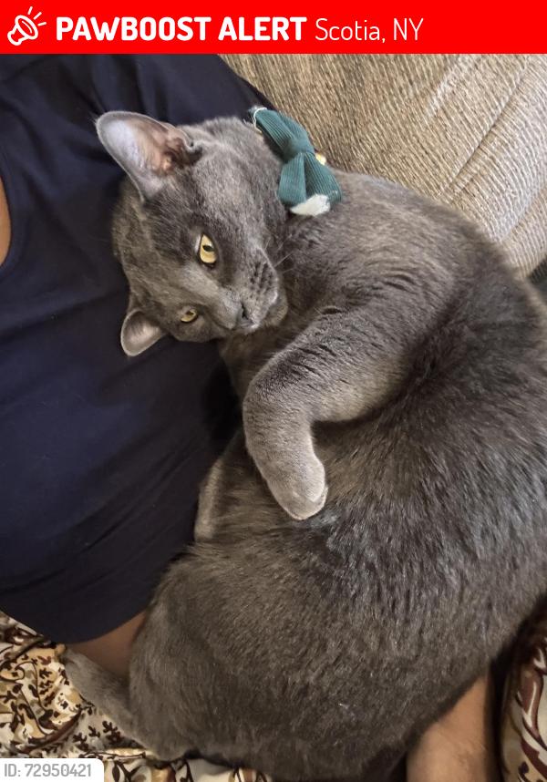 Lost Male Cat last seen Mohawk & vine , Scotia, NY 12302
