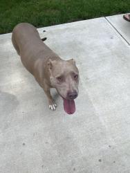 Reunited Female Dog last seen Sedgeburn, Charlotte, NC 28278