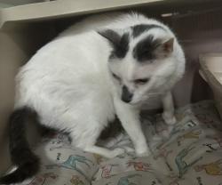 Lost Male Cat last seen Hwy 64 and N Pea Ridge Road, Pittsboro, NC 27312