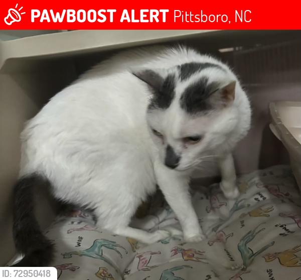 Lost Male Cat last seen Hwy 64 and N Pea Ridge Road, Pittsboro, NC 27312