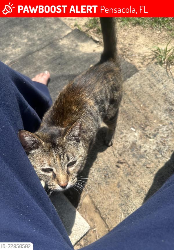 Lost Female Cat last seen Rhonda, Pensacola, FL 32534