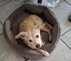 Reunited Female Dog last seen Bellchase and Chapel Ridge Ln. , Spring, TX 77373