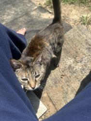 Lost Female Cat last seen Rhonda, Pensacola, FL 32534