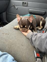 Reunited Male Dog last seen Aster St, Escondido, CA 92027, USA, Escondido, CA 92027