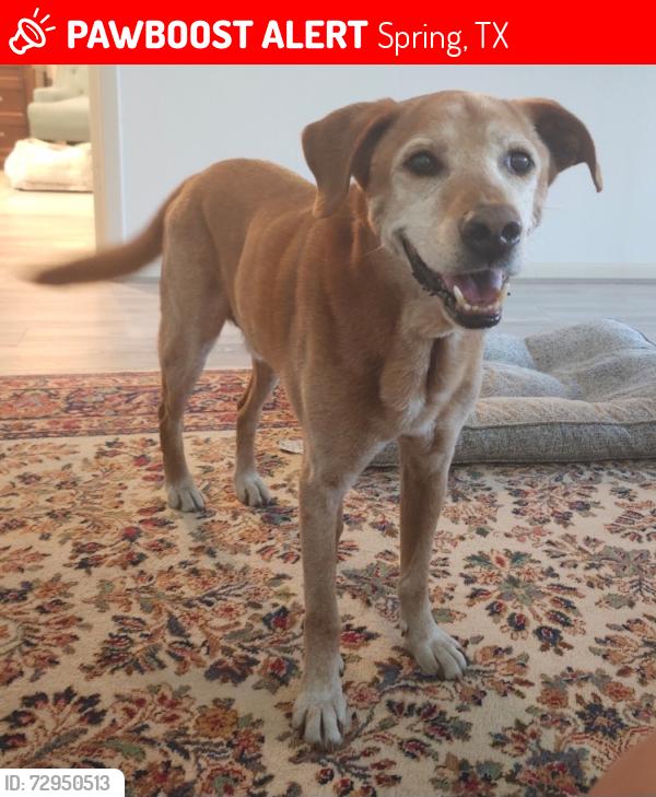 Lost Male Dog last seen Falvel & Spring Stuebner, Spring, TX 77373
