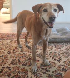 Lost Male Dog last seen Falvel & Spring Stuebner, Spring, TX 77373