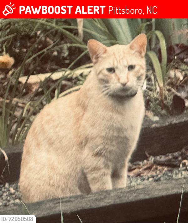 Lost Male Cat last seen Hwy 64 and N Pea Ridge Road , Pittsboro, NC 27312