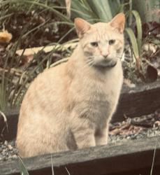 Lost Male Cat last seen Hwy 64 and N Pea Ridge Road , Pittsboro, NC 27312