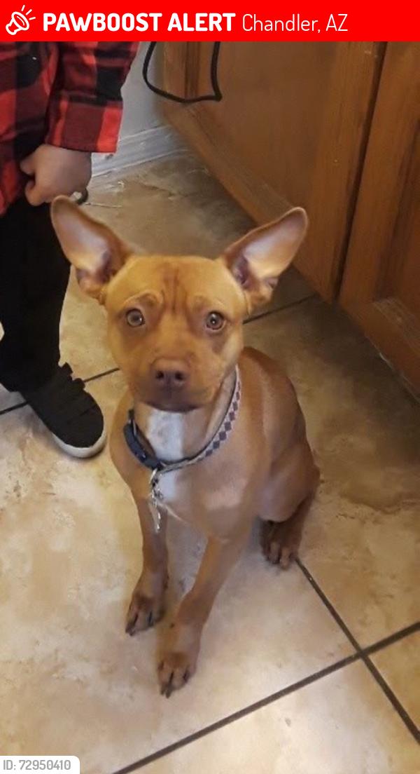 Lost Male Dog last seen Chandler, Chandler, AZ 85224
