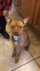 Lost Male Dog last seen Chandler, Chandler, AZ 85224