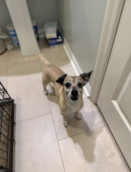 Reunited Male Dog last seen Johanna circle & quilt way, Menifee, CA 92584
