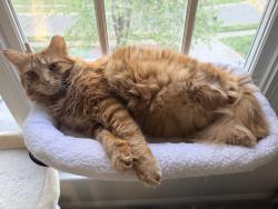 Reunited Male Cat last seen Near Hazelview Dr, Charlotte, NC 28277, USA, Charlotte, NC 28277