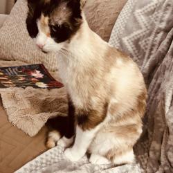 Lost Female Cat last seen Lovers Lane and Milham, Portage, MI 49002
