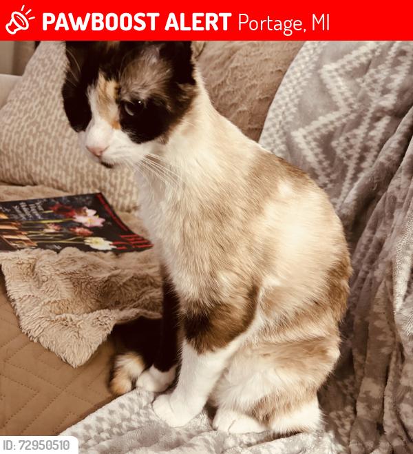 Lost Female Cat last seen Lovers Lane and Milham, Portage, MI 49002
