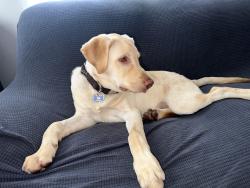 Lost Male Dog last seen San Pedro , Los Angeles, CA 90001