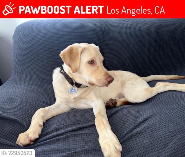 Lost Male Dog last seen San Pedro , Los Angeles, CA 90001