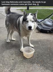 Found/Stray Unknown Dog last seen Reynolds and Nebraska , Toledo, OH 43607