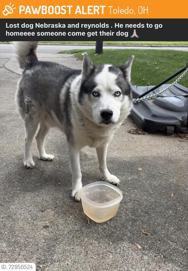 Found/Stray Unknown Dog last seen Reynolds and Nebraska , Toledo, OH 43607