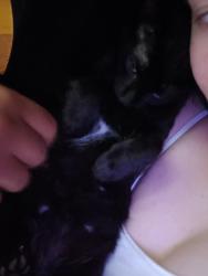 Lost Male Cat last seen Pope st, Memphis, TN 38112
