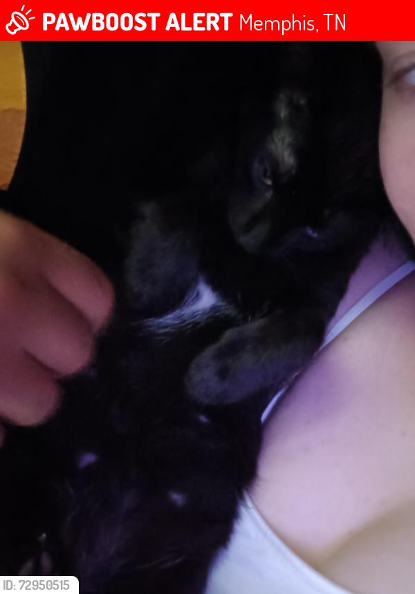 Lost Male Cat last seen Pope st, Memphis, TN 38112