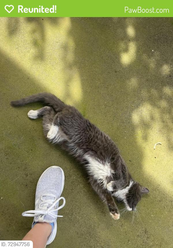 Reunited Male Cat last seen Carter School Rd, Knox County, TN 37871