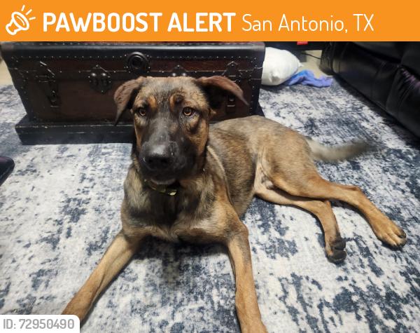 Found/Stray Male Dog last seen Silent Sunrise, San Antonio, TX 78250