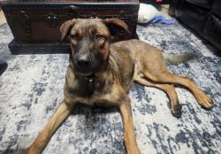 Found/Stray Male Dog last seen Silent Sunrise, San Antonio, TX 78250