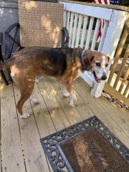 Found/Stray Male Dog last seen Arch Hill Drive, Rockwood, VA 23236