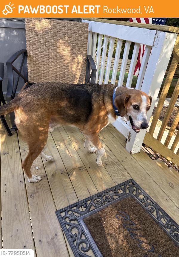 Found/Stray Male Dog last seen Arch Hill Drive, Rockwood, VA 23236