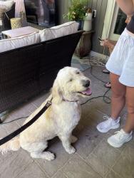 Reunited Male Dog last seen Near Thornbird Lane, Carmel, IN 46032