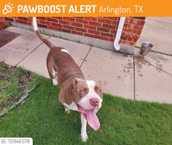 Found/Stray Male Dog last seen Ruidosa Ridge off Mansfield Webb & Matlock Road, Arlington, TX 76002