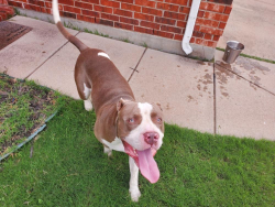 Found/Stray Male Dog last seen Ruidosa Ridge off Mansfield Webb & Matlock Road, Arlington, TX 76002