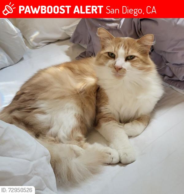 Lost Male Cat last seen Near via mallorca, San Diego, CA 92037