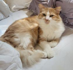 Lost Male Cat last seen Near via mallorca, San Diego, CA 92037