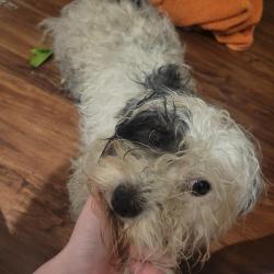 Reunited Male Dog last seen Last seen in , Burnsville, MN 55337