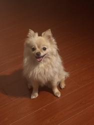 Reunited Female Dog last seen Linda vista skate park , San Diego, CA 92111