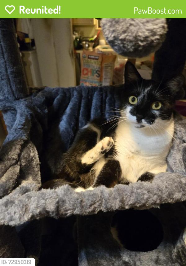 Reunited Female Cat last seen Milwaukee and 34th st, Lubbock, TX 79407