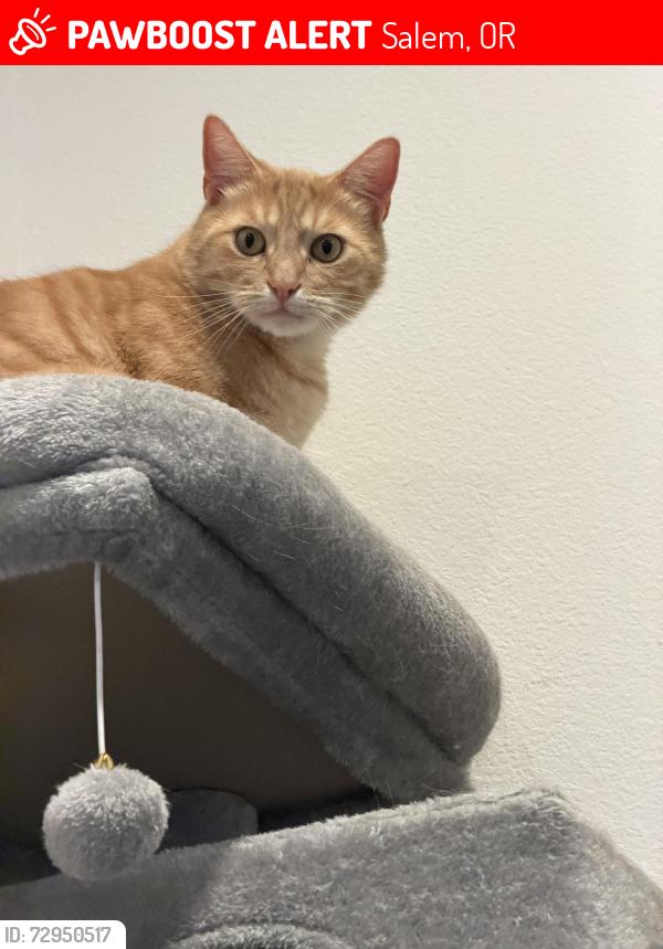Lost Male Cat last seen Kale and lunar, Salem, OR 97305