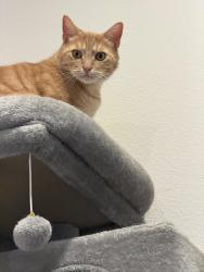 Lost Male Cat last seen Kale and lunar, Salem, OR 97305