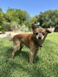 Lost Male Dog last seen Sierra and Santa Ana, Fontana, CA 92337