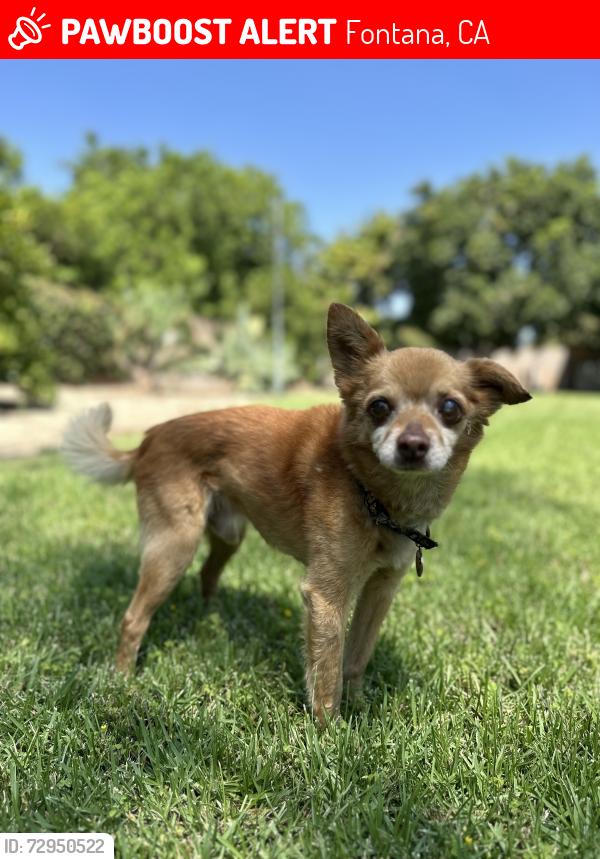 Lost Male Dog last seen Sierra and Santa Ana, Fontana, CA 92337