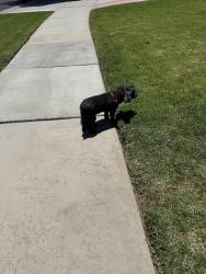 Reunited Female Dog last seen Golden Ave and Gramercy , Riverside, CA 92505