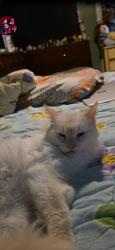 Lost Female Cat last seen Near burbank IL 60459, Burbank, IL 60459