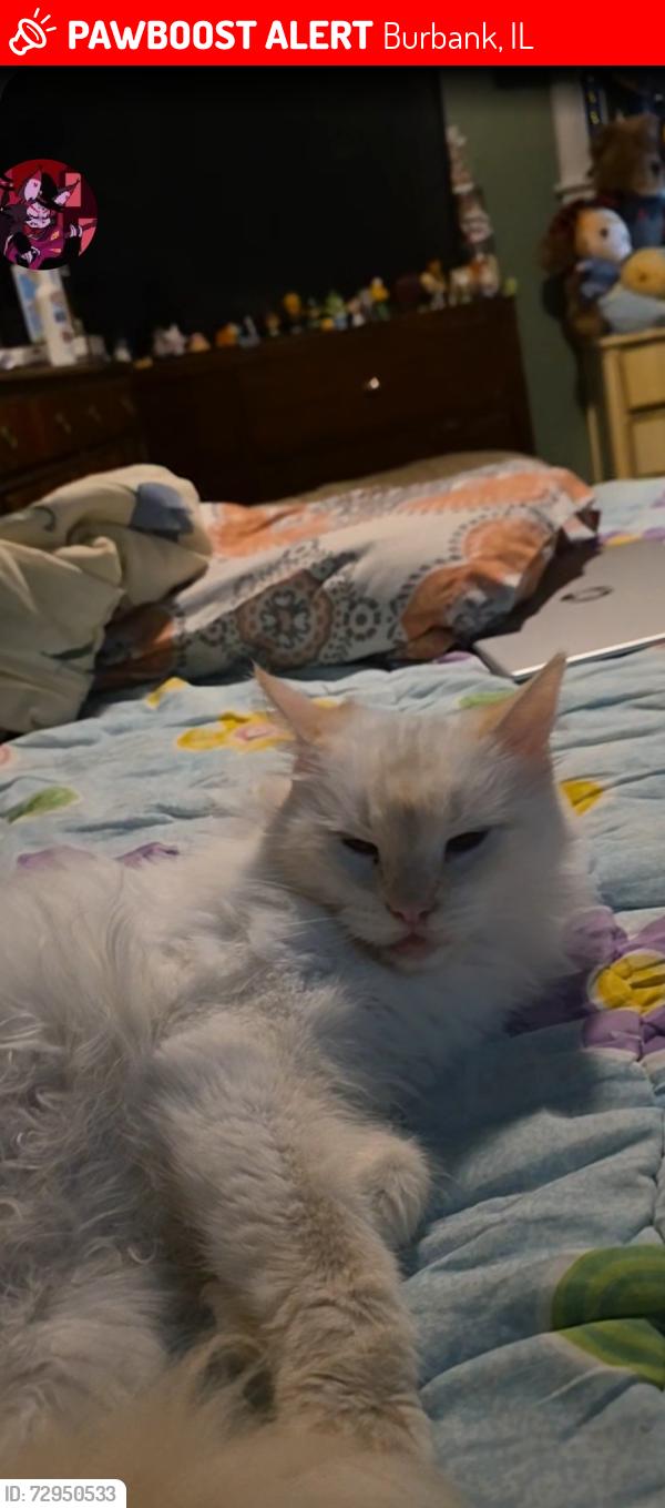 Lost Female Cat last seen Near burbank IL 60459, Burbank, IL 60459