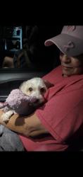 Reunited Female Dog last seen Crazy Trailer World, Whitesboro, TX 76273