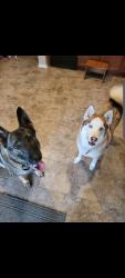 Lost Female Dog last seen George Bush st, Manor, TX 78653