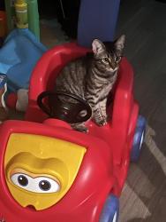 Lost Female Cat last seen 7eleven right at 35n across from fire station, Denton, TX 76201