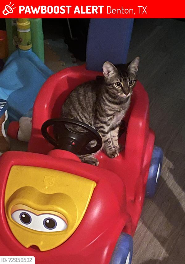 Lost Female Cat last seen 7eleven right at 35n across from fire station, Denton, TX 76201