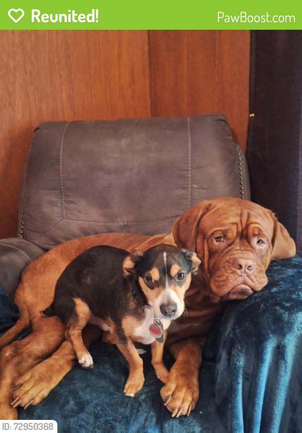 Reunited Male Dog last seen Laura lane, Flint, TX 75762