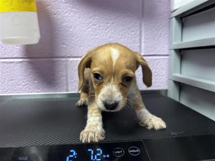 Shelter Stray Female Dog last seen Near DADE RD, EL PASO, TX, 79938, COUNTY of El Paso, TX, Fort Bliss, TX 79906